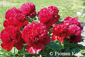 Paeonia 'Red Charm', hybridipioni